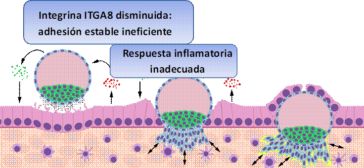 Dibujo de un perro

Descripción generada automáticamente con confianza media,Respuesta inflamatoria inadecuada,Integrina ITGA8 disminuida:    
adhesión estable ineficiente

